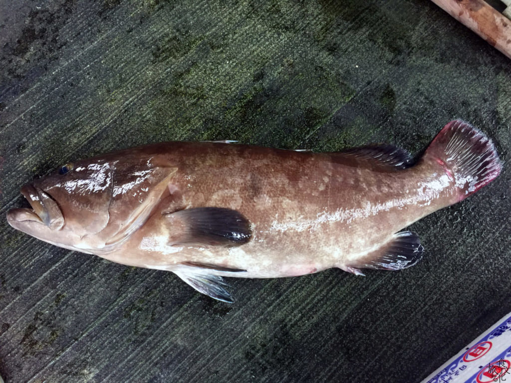 幻の高級魚を食す 和歌山県日高町産天然クエ 食文化を旅する