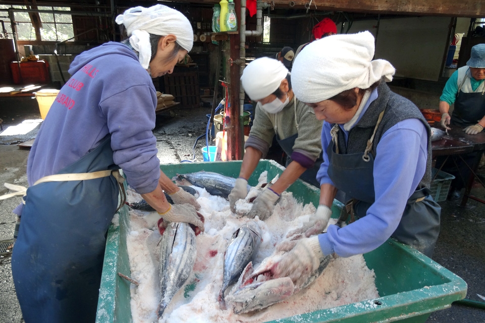 カツオを丸ごと2週間塩漬けする