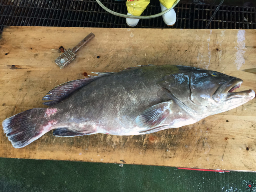 幻の高級魚を食す 和歌山県日高町産天然クエ 食文化を旅する