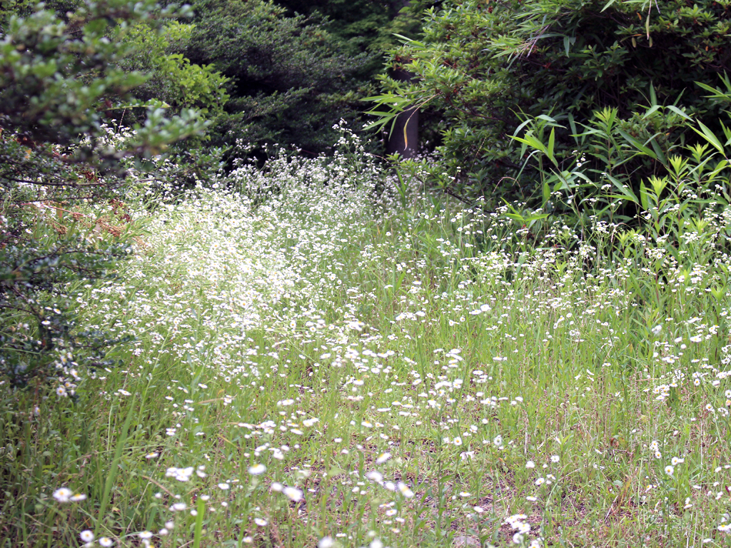 慰霊碑へと続く道は草むしていた