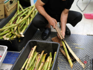 砂糖の原料となるさとうきび