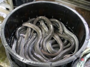 水温が低くなると脂のりが良くなる