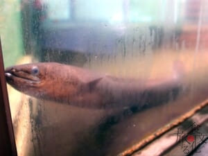 鹿児島県の池田湖には名物の大ウナギも