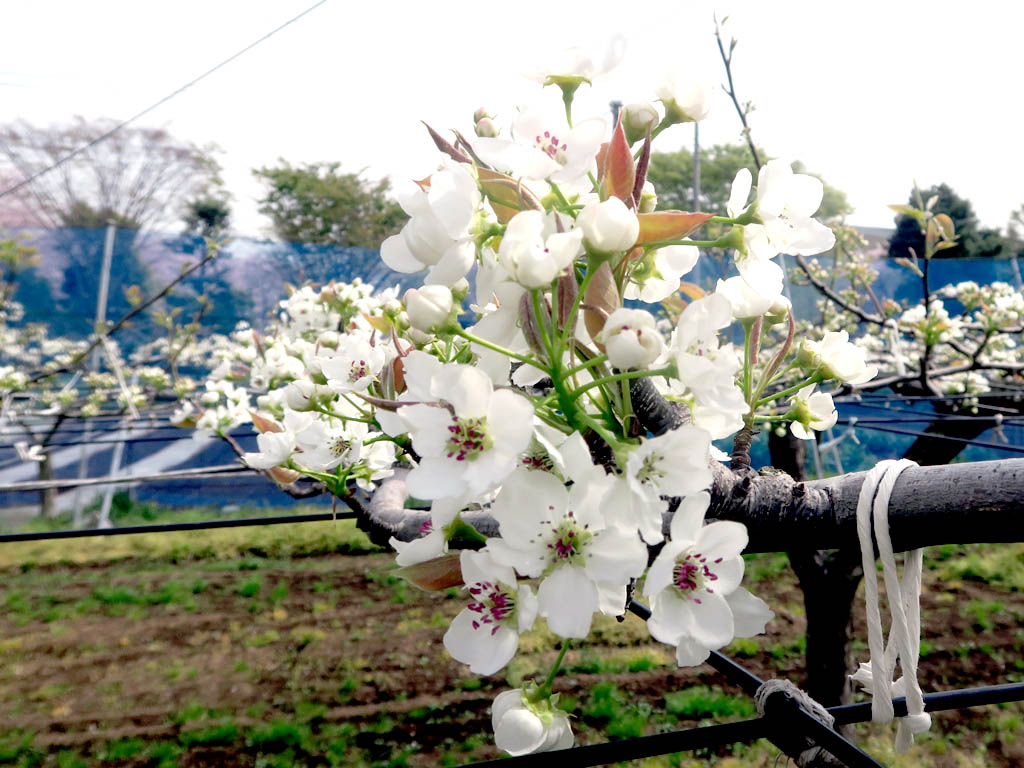 実はとても美しい梨の花　桜と同時期に咲く