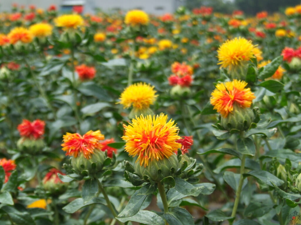 紅色と黄色が鮮やかなべに花