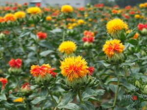 紅色と黄色が鮮やかなべに花