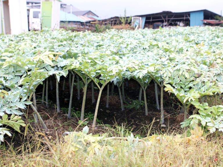 群馬はこんにゃく県 レバ刺しも再現 食文化を旅する