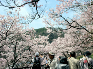 高遠城址公園は桜の名所として名高い