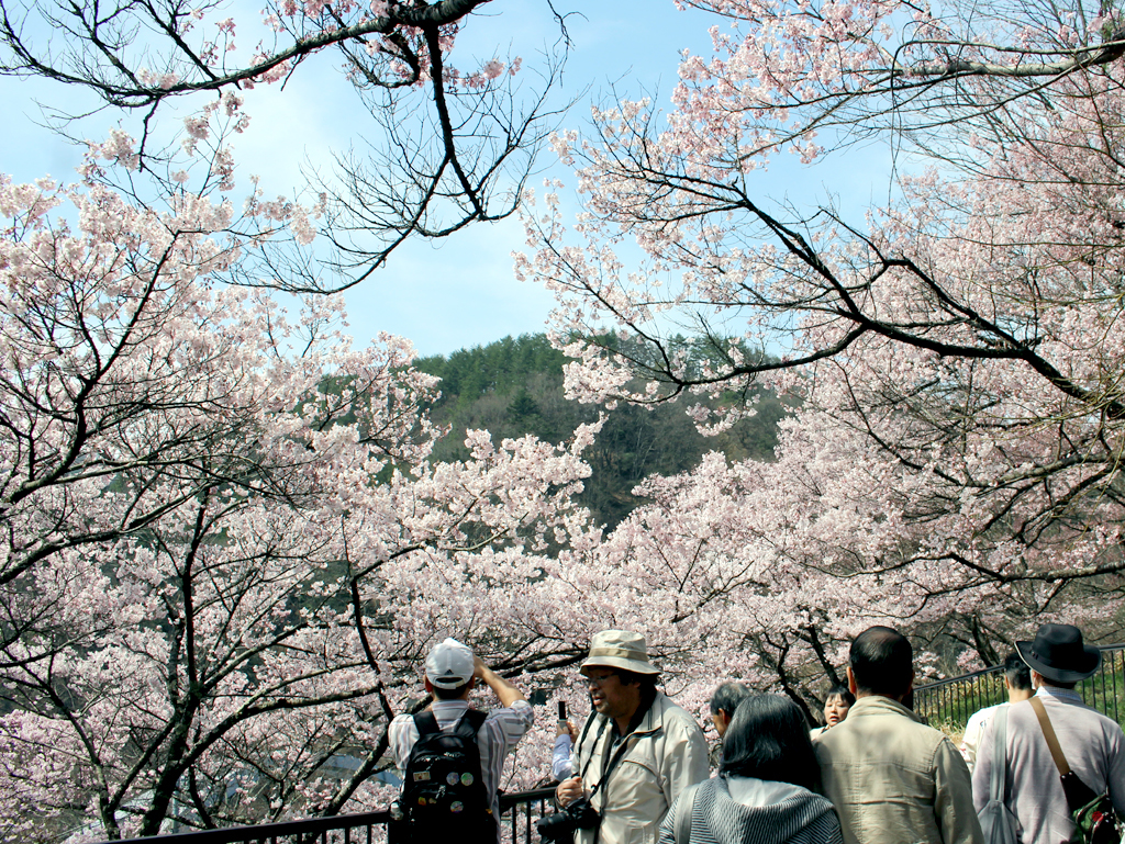 高遠城址公園は桜の名所として名高い